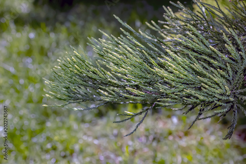 Giant sequoia green leaves and branches. Sequoiadendron giganteum or Sierra redwood needles. Close up