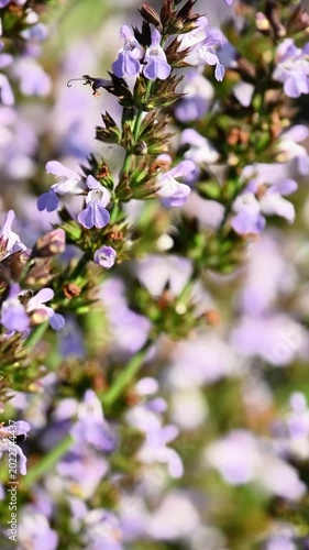 Purple sage flowers blooming garden field. Close up macro photography aromatic culinary herb summer meadow organic medicinal plant nature landscape.
