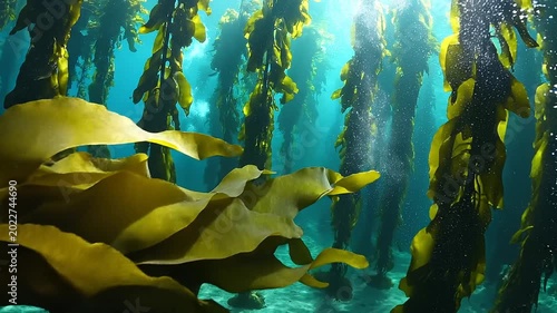 Underwater scene with kelp forest ecosystem.