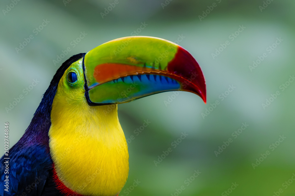 Fototapeta premium Image of a Keel-billed Toucan's head in a forested area near Guapiles in Costa Rica 