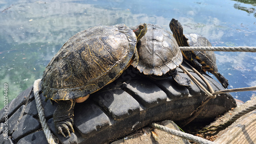 Fotografi Three Red-eared Slider turtles are basking in the sun while perched on a large, discarded black tire at the edge of a body of water