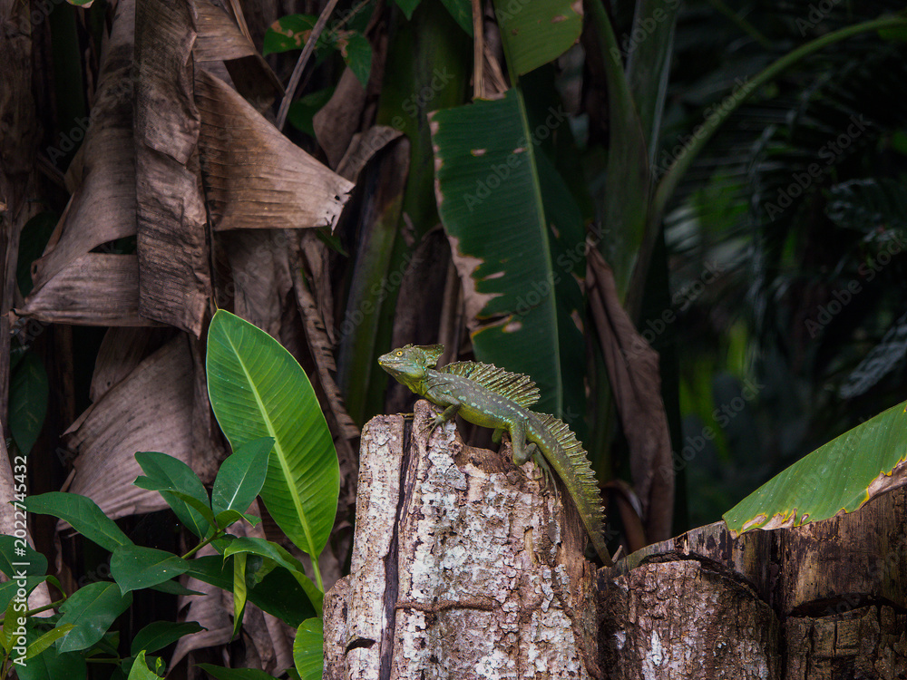 Fototapeta premium Lizard Green Basilisk (Basiliscus plumifrons), , Costa Rica