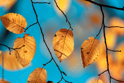 The photo shows dry autumn leaves on thin tree branches against a blue sky. T...
