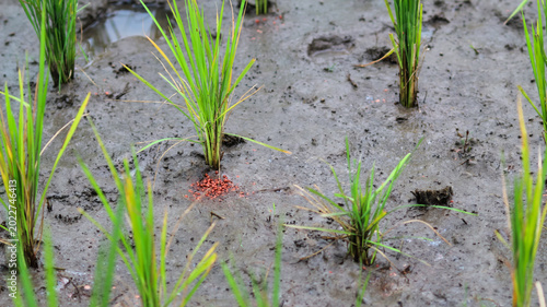 Slika na platnu Red granules are visible near the rice seedlings, which are likely granular fertilizer or pesticides used to protect the young plants