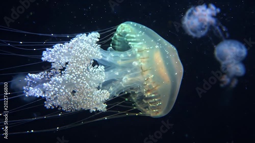 Colorful Jellyfish Pulsing Through Deep Ocean Water with Neon Glow