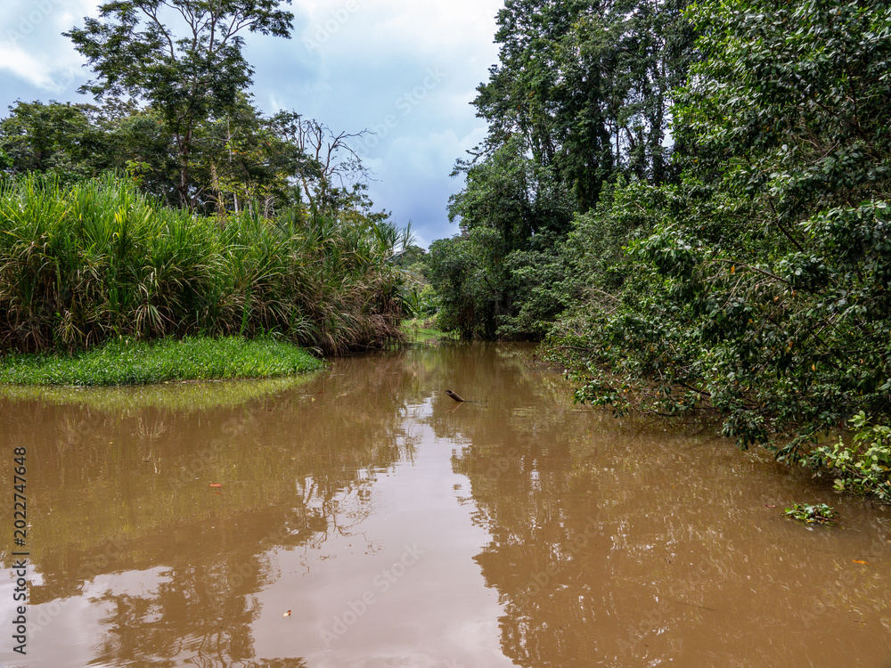 Fototapeta premium The Tortuguero Canals, located within Costa Rica's Tortuguero National Park, are a breathtaking network of natural and man-made waterways known as the 