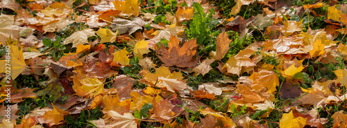 Colorful Autumn Leaves Scattered Across Grass in a Natural Setting