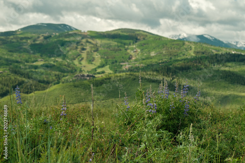 Summer in the rocky mountains near beaver creek resort. 