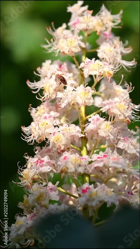Horse chestnut tree flowers blooming vertical cluster. White blossom detail macro photography spring seasonal nature beauty gardening botanical outdoor park sunlit.