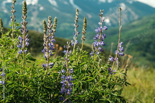 Summer in the rocky mountains near beaver creek resort. 