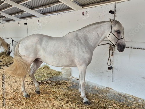Photos Caballo