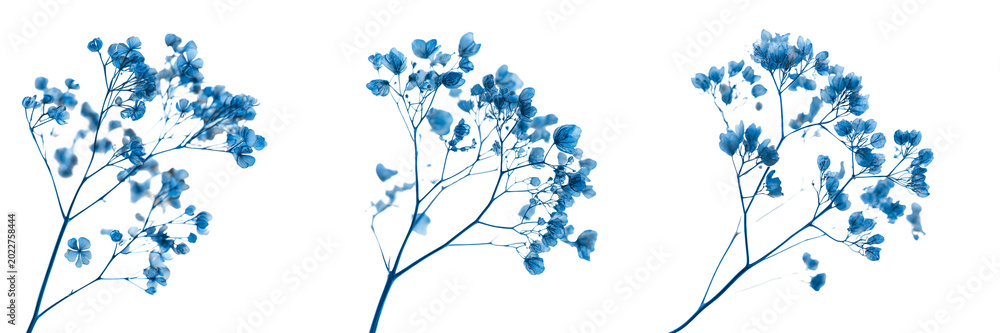 Fototapeta premium Set of A detailed drawing of blue flowers with the words 