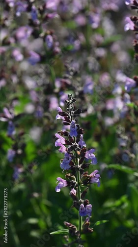 Purple garden sage blooming in spring field. Fresh lavender colored wildflowers growing in meadow with soft sunlight background floral nature beauty gardening concept