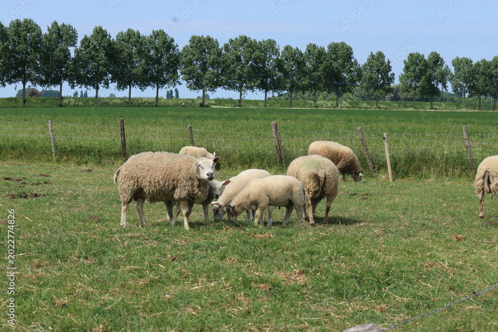 Fototapeta premium a herd of sheep with little lambs is grazing together in a green meadow in the countryside in springtime