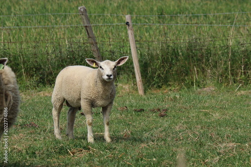 a cute little lamb is standing in a green meadow in the countryside in springtime