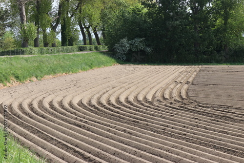 a rural landscape of a bare potato field with raised beds next to a green dike in the dutch countryside in springtime
