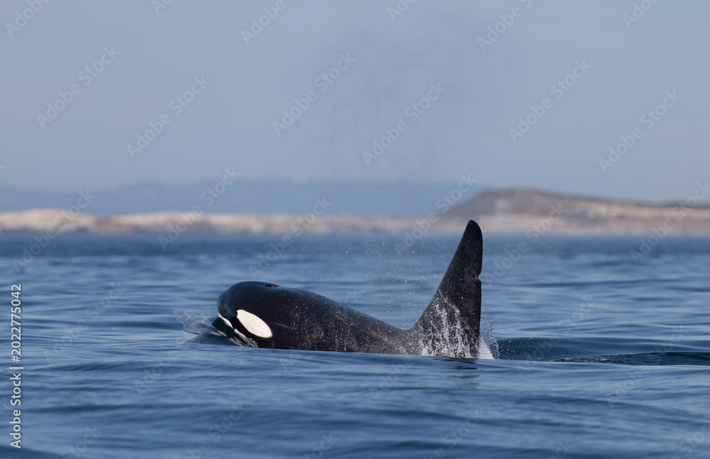 Obraz premium orca, killer whale , channel Island National Park, California