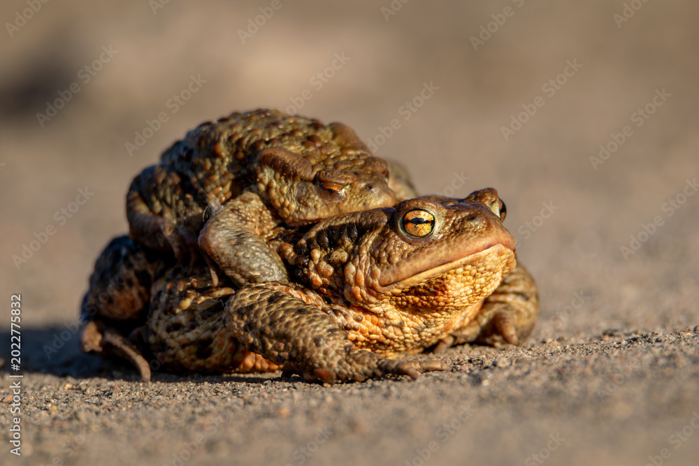 Obraz premium frog on the ground