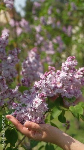 Woman hands gently holding purple lilac flowers in spring garden, vertical 4K