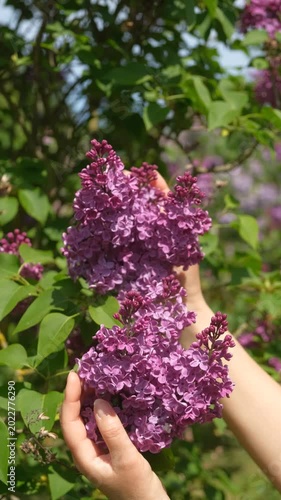 Woman hands gently holding purple lilac flowers in spring garden, vertical 4K