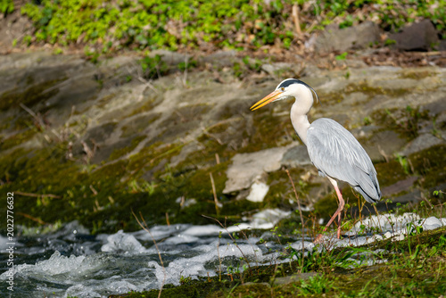 Bild auf Leinwand Great Blue Heron (Ardea cinerea)