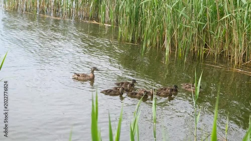 Female mallard duck with a group of ducklings swimming in a pond near reeds