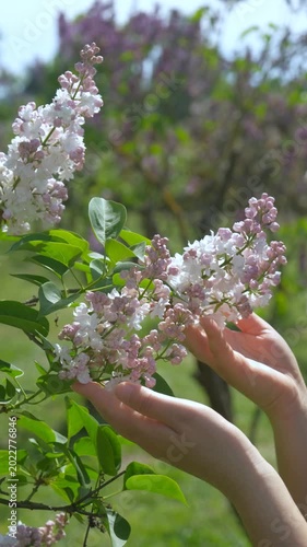 Woman hands gently holding purple lilac flowers in spring garden, vertical 4K