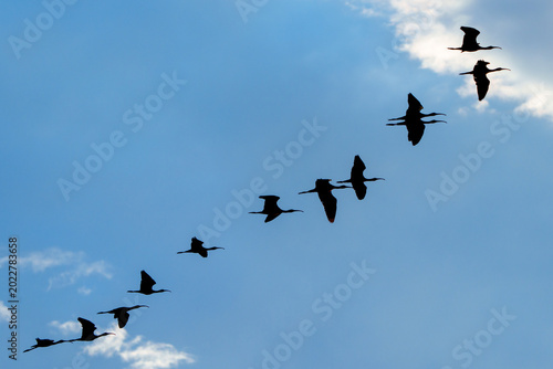 Photography Flock of Glossy Ibis (Çeltikçi) flying in silhouette against a dramatic golden sunset sky, Antalya