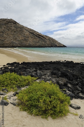 White sandy beach on the eastern side of Punta Cormoran, where Green Sea Turtles prefer to nest, Floreana Island, Galapagos, Ecuador, South America