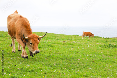 Photos Asturian Valley Cattle grazing in a meadow of Asturias