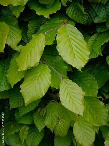 Photos Beautiful young beech leaves in a hedge.