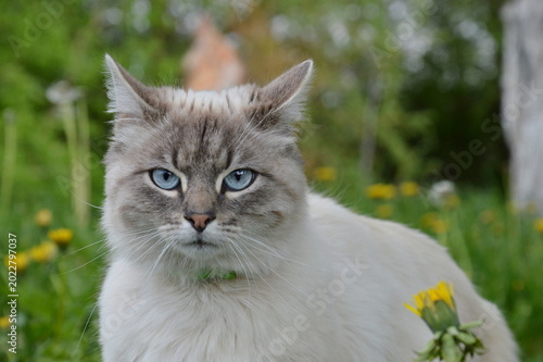 Obraz na płótnie Portrait of a beautiful fluffy cat with bright blue eyes in a spring garden