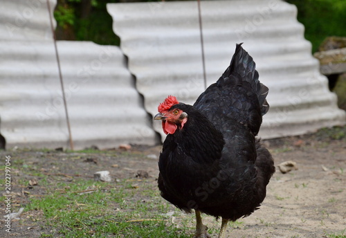 Photos Black free-range hen standing in a rustic farmyard