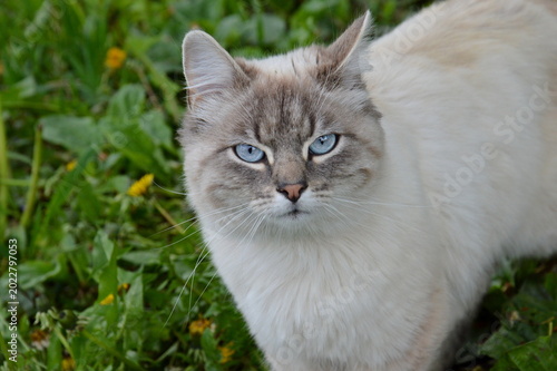 Fotografie Gorgeous fluffy cat with piercing blue eyes standing in green spring grass