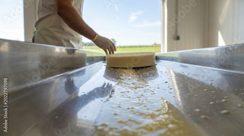 Cheese maker pouring whey runoff during cheese production process  