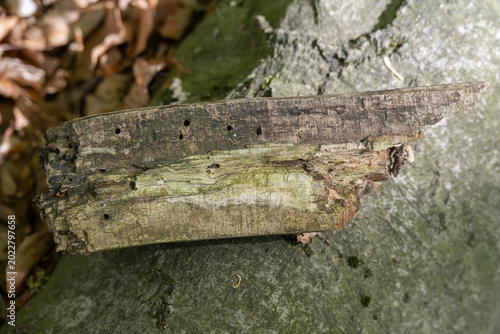 Photos Close-up of a split young tree trunk with woodworm holes in the forest