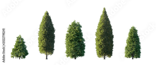 Photography thuja of two types (smaragd emerald green, whipcord) isolated PNG on a transpare