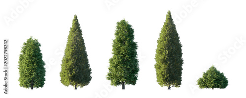 Photography thuja of two types (smaragd emerald green, whipcord) isolated PNG on a transpare