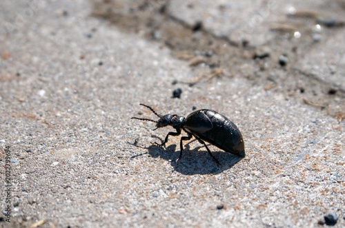 Makroaufnahme eines gl√§nzend schwarzen √ñlk√§fers, der √ºber sandigen Boden kriecht.
