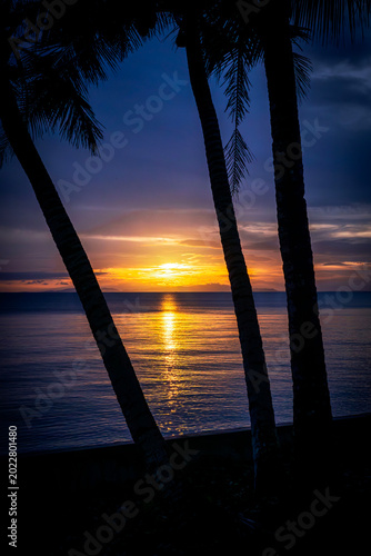 sunset on the beach through the palm trees, photographed in Donsol, the Philippines