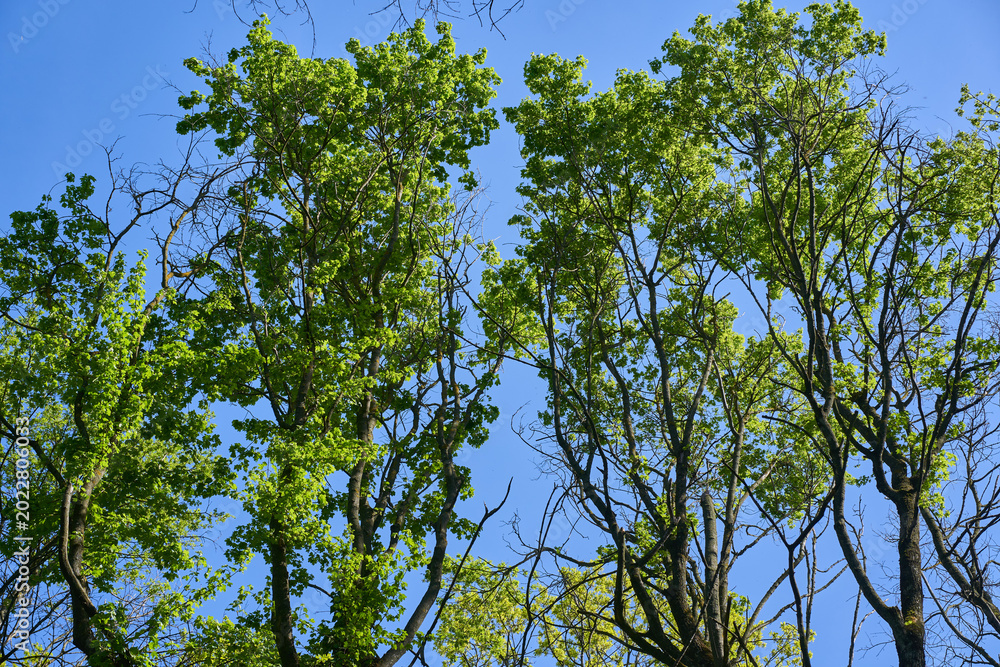 Fototapeta premium Spring tree canopy against blue sky