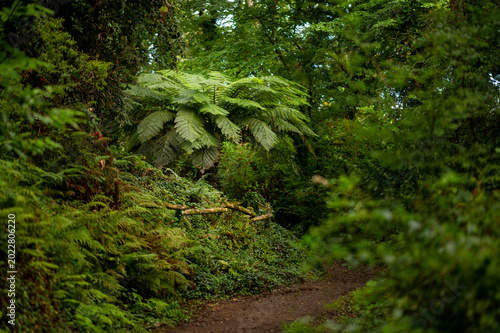 Exotic tree fern Dicksonia in lush green forest path Brittany coastal botanical garden