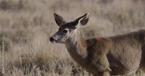 Deer in Mountains Grazing in Sunshine