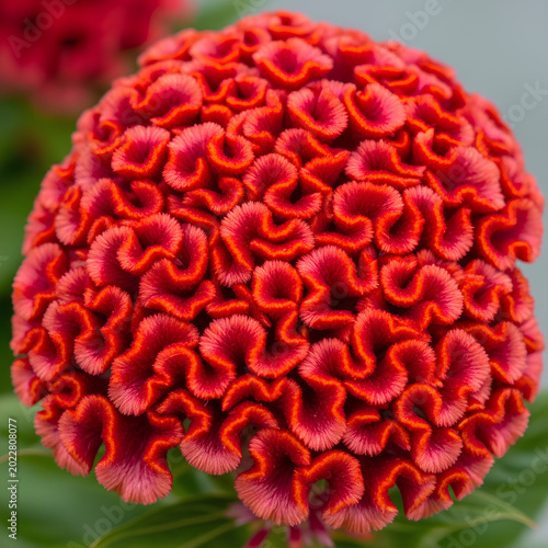 Vibrant Red Cockscomb Flower A Detailed CloseUp 18.