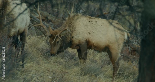 Wild Elk in Rocky Mountains Grazing 