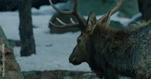 Wild Elk in Rocky Mountains Grazing 