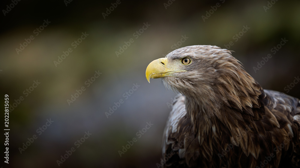 Obraz premium Norwegian white-tailed eagle (Haliaeetus albicilla) close-up