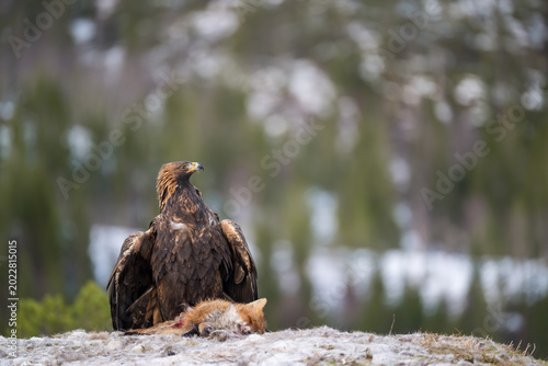 Golden eagle (Aquila chrysaetos) with fox prey