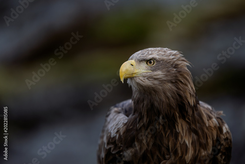 Norwegian white-tailed eagle (Haliaeetus albicilla) close-up