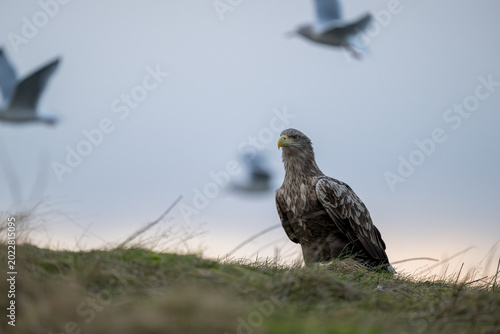 Norwegian white-tailed eagle (Haliaeetus albicilla)
